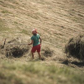 Two people are haymaking