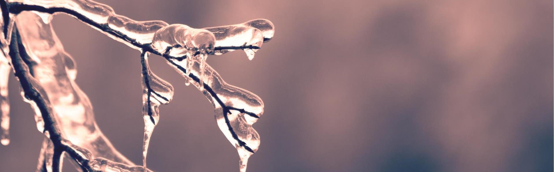 blur-branch-close-up-436792