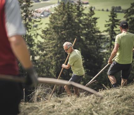 Three men are working with rakes and scythes during traditional haymaking on a steep slope, surrounded by trees and overlooking green meadows in the valley