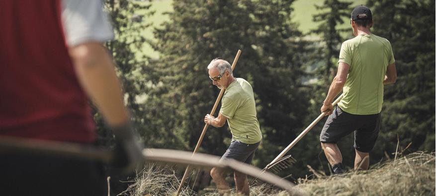 Three men are working with rakes and scythes during traditional haymaking on a steep slope, surrounded by trees and overlooking green meadows in the valley