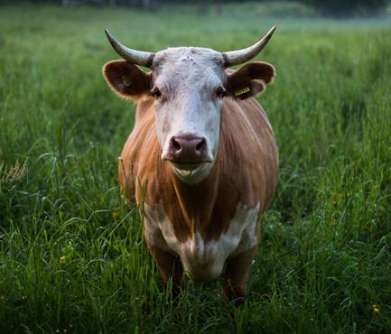 adam-morse-106547-unsplash