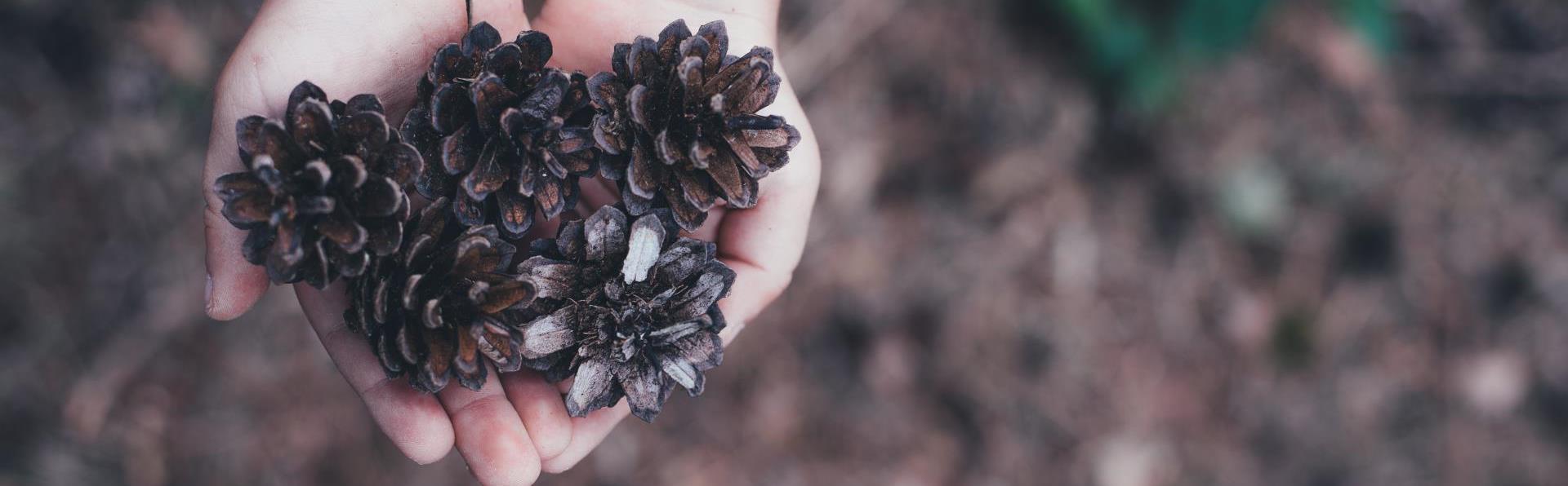 Fir cones