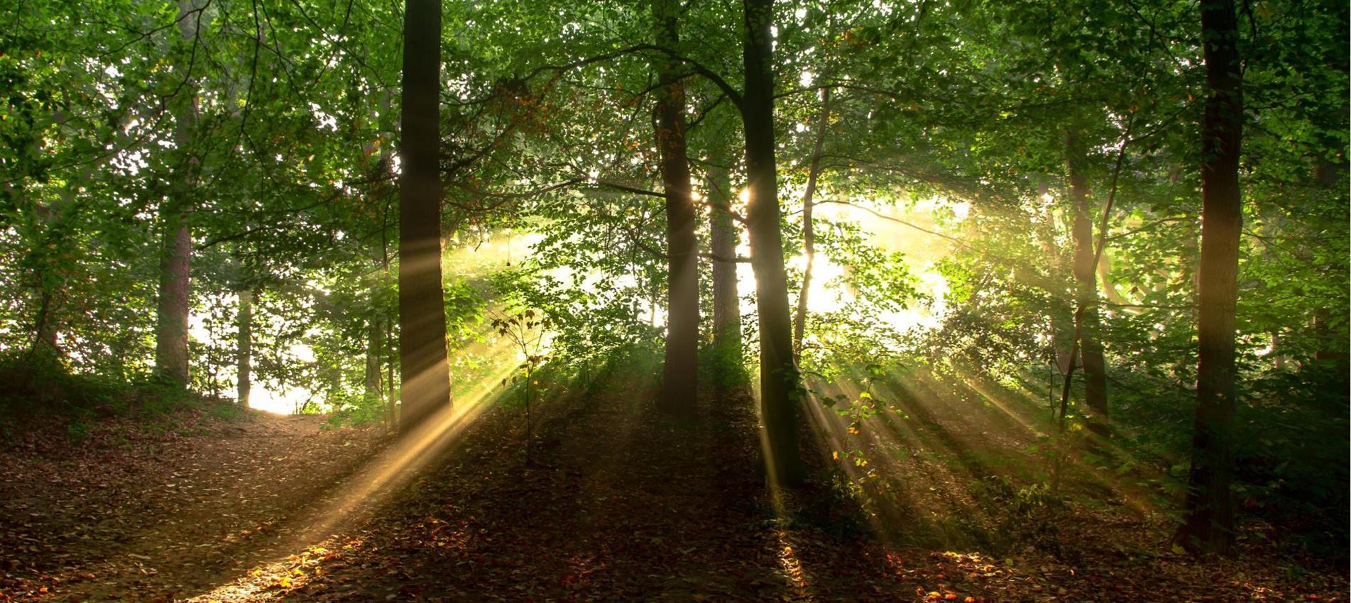 forest-landscape-leafs-11435