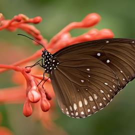 Schmetterling